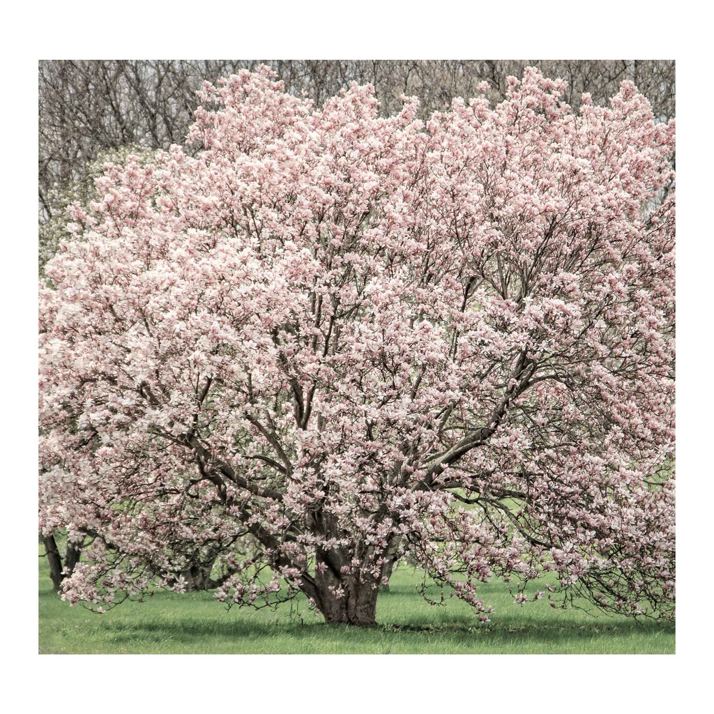 PROFUMATORE XL LINEA ABBONDANZA C/SCATOLA REGALO 19,5*27 CM 3500 CC