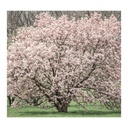 PROFUMATORE XL LINEA ABBONDANZA C/SCATOLA REGALO 19,5*27 CM 3500 CC