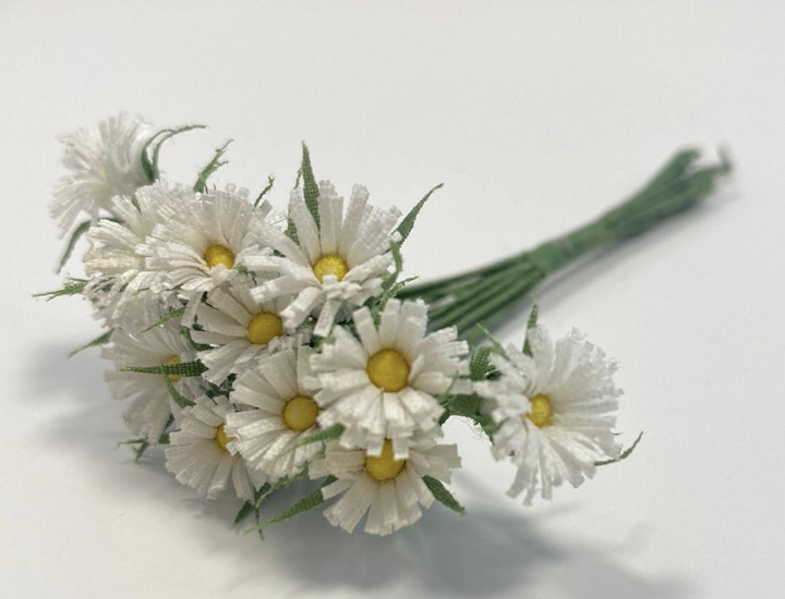 FIORE  MARGHERITE CIPRIA MAZZOLINO|12PZ