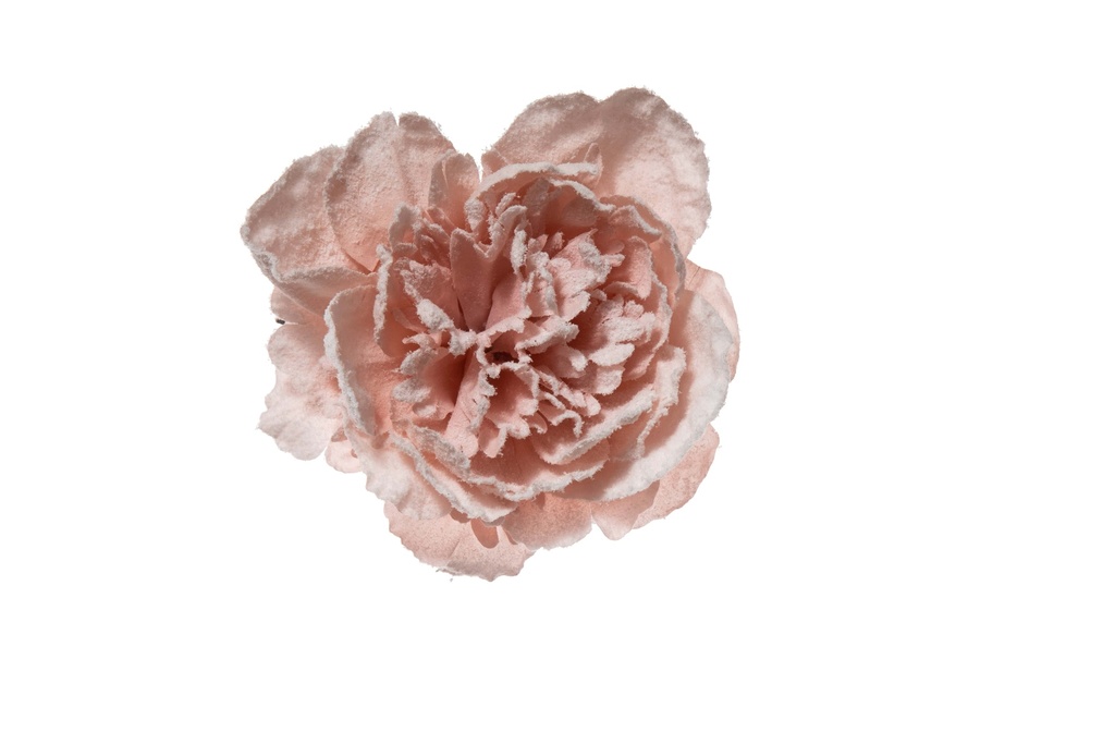 Peonia Rosa Innevata addobbo di Natale  ROSA INNEVATA | MIS. MAXI CM 23