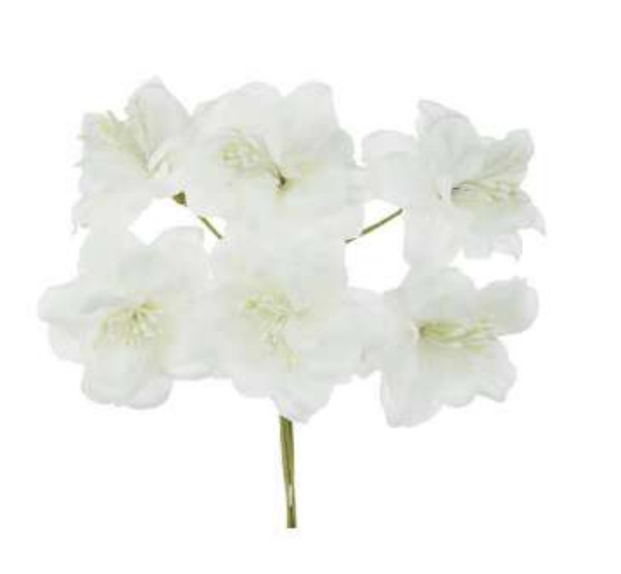 Fiori Bianchi con pistillo